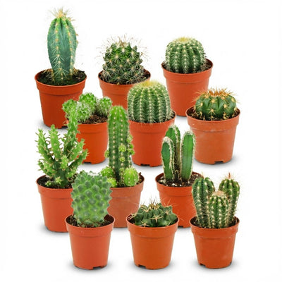 Mini Kakteen Set - 12 Stück - Pflegeleicht & Sonnenliebend