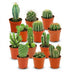 Mini Kakteen Set - 12 Stück - Pflegeleicht & Sonnenliebend Bild 1