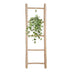 Hedera Helix Gold Child Hängeampel XXL, Ø24cm, ca. 60cm hoch Bild 5