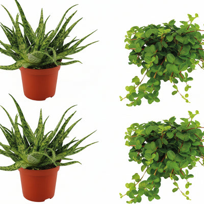 2x Aloe Spider & 2x Peperomia Rotundifolia im 10,5cm Topf