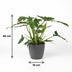 Philodendron Lacerum Houseplant with Pot 65cm Bild 3