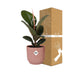 Ficus Elastica 'Robusta' im Topf ELHO Vibes Fold 14 cm rosa Bild 4