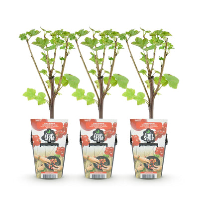 GreenboutiQ - Obstpflanzen - Rote Johannisbeere - Ribes rubrum Jonkheer van Tets - Winterhart - 3 Pflanzen - Topf 9 cm - Rote Johannisbeere