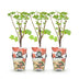GreenboutiQ - Obstpflanzen - Rote Johannisbeere - Ribes rubrum Jonkheer van Tets - Winterhart - 3 Pflanzen - Topf 9 cm - Rote Johannisbeere Bild 2