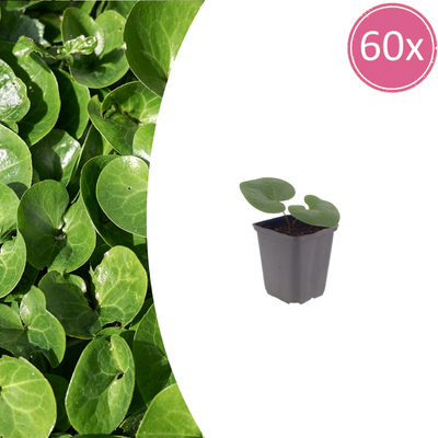 Asarum europaeum (Haselwurz) 60x, 10-25cm, Ø9cm