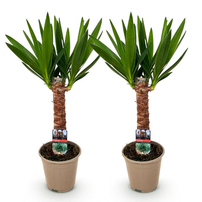 Green boutiQ - Zimmerpflanze - Yucca elephantipes - Yucca - Pflegeleicht - Grün - 2 - Topf 14cm - Höhe 55cm