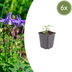 6x Aquilegia vulgaris - Columbine - 10-25cm - Ø9cm Pot Bild 1