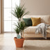 Dragon Tree Dracaena Marginata, easy-care, 115 cm houseplant Bild 3