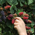 Dornenlose Brombeere 'Thornless Evergreen' - Bio, Ø13cm, ↕45cm Bild 3
