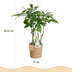 Pachira Aquatica Multi-stem Money Tree (Pot 17cm, 50-55cm) with Basket Bild 3