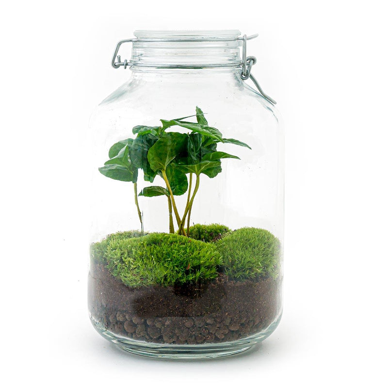 Bottle garden - Coffea Arabica - ↕ 28 cm - Regular glass