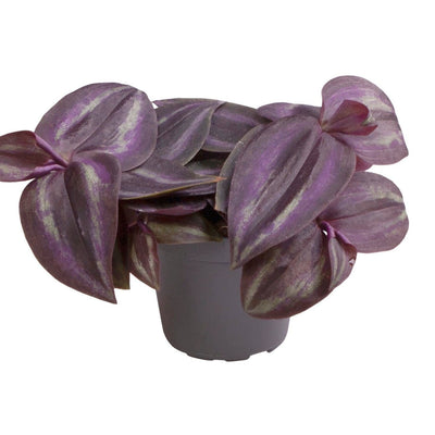 Tradescantia Purple Joy - Lila-Rosa Zimmerpflanze im 6cm Topf