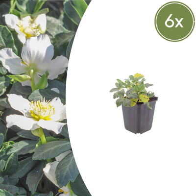 6x Christrose (Helleborus niger) ↕10-25cm, Ø9cm