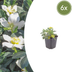 6x Christrose (Helleborus niger) ↕10-25cm, Ø9cm Bild 1
