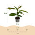 GreenboutiQ Magnolia grandiflora, Evergreen, White, 12cm pot, 30cm height Bild 3