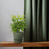 Schefflera Nora - Ø13cm - ↕35cm - Easy-care Umbrella Tree Bild 3
