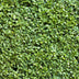 GreenboutiQ Buxus Heckenpflanzen, 8er Set, 1m Breite, Immergrün Bild 7