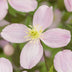 Clematis montana Rubens - Rosa Frühjahrsblüher Kletterpflanze (2er Set) Bild 6