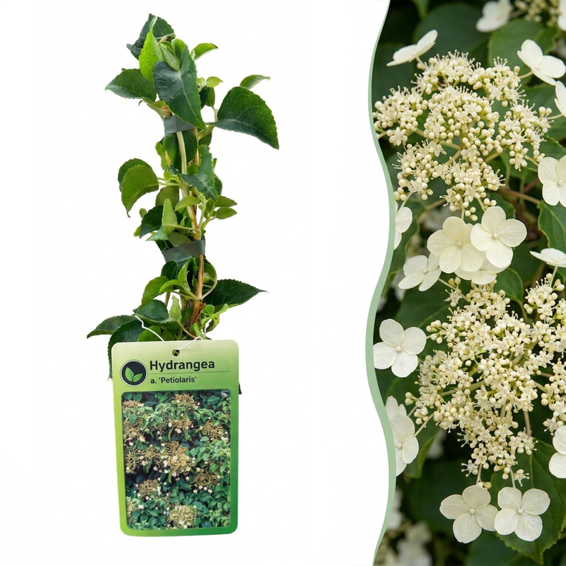 Kletterhortensie 'Petiolaris' - Weiß, Selbsthaftend, bis 4m
