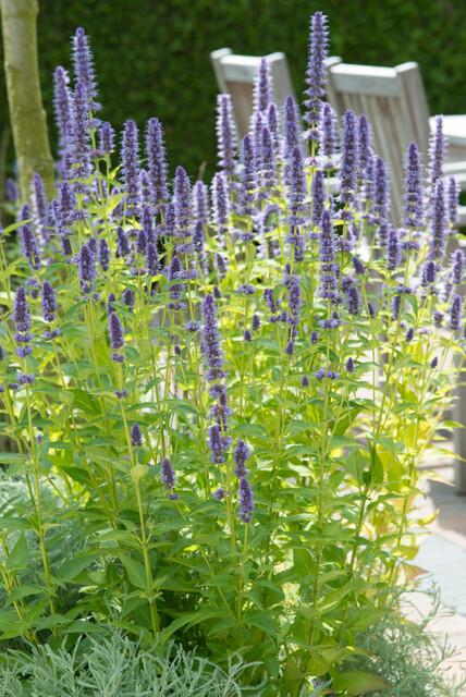 Agastache 'Black Adder' - 12x Staude ↕10-25cm im Ø9cm Topf