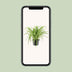 Grünlilie Chlorophytum Comosum Variegatum, Ø17cm, ↕30cm Bild 5