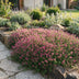 Thymus praecox Red Carpet: 6 pflegeleichte Bodendecker mit roten Blüten Bild 6