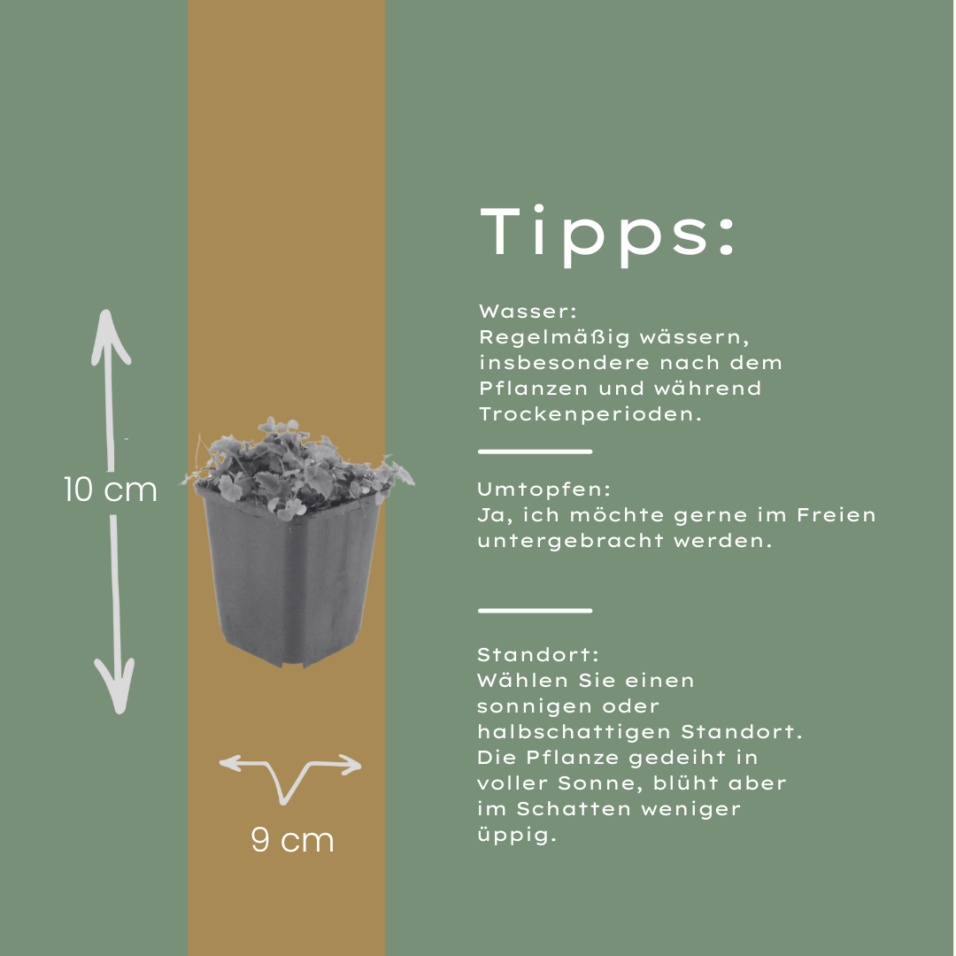 Campanula poscharskyana (Polster-Glockenblume) - 12er Pack