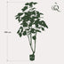 Künstlicher Ficus umbellata (Afrikanische Feige), 180 cm Bild 2