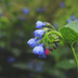 24x Comfrey 'Wisley Blue' - 10-25cm - Ø9cm Bild 6