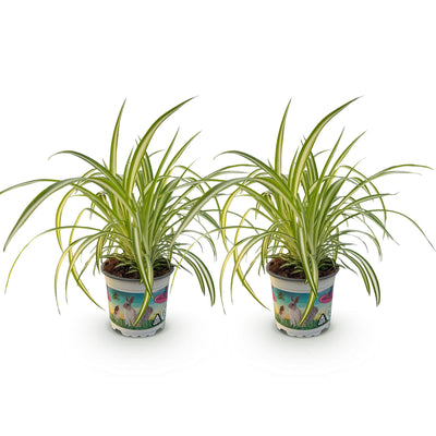 Green boutiQ Chlorophytum comosum Variegatum Katzengras, 2 Pflanzen