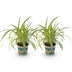 Green boutiQ Chlorophytum comosum Variegatum Katzengras, 2 Pflanzen Bild 2