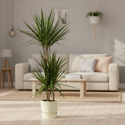 Dracaena Marginata 120 cm mit elho Topf, 24x23 cm, weiß