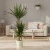 Dracaena Marginata 120 cm mit elho Topf, 24x23 cm, weiß Bild 2
