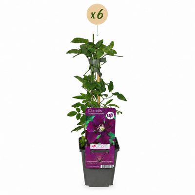 6x Clematis Warszawska Nike, dunkelrot, Kletterpflanze, Ø9cm