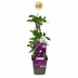 6x Clematis Warszawska Nike - Waldrebe Warszawska Nike - Rot - Kletterpflanze - Ø9cm - ↕35cm Bild 2