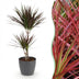 Dracaena Magenta Houseplant: Low Maintenance, Red Pot, 90-100cm Bild 1