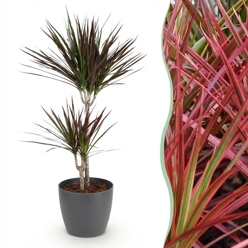 Dracaena Magenta Houseplant: Low Maintenance, Red Pot, 90-100cm
