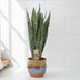 Sansevieria Zeylanica - Schwiegermutterzunge - Ø17cm, ↕70cm Bild 3