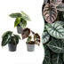3x Baby Alocasia Tricolour: Rot, Grün & Schwarz für Ihr Zuhause Bild 1