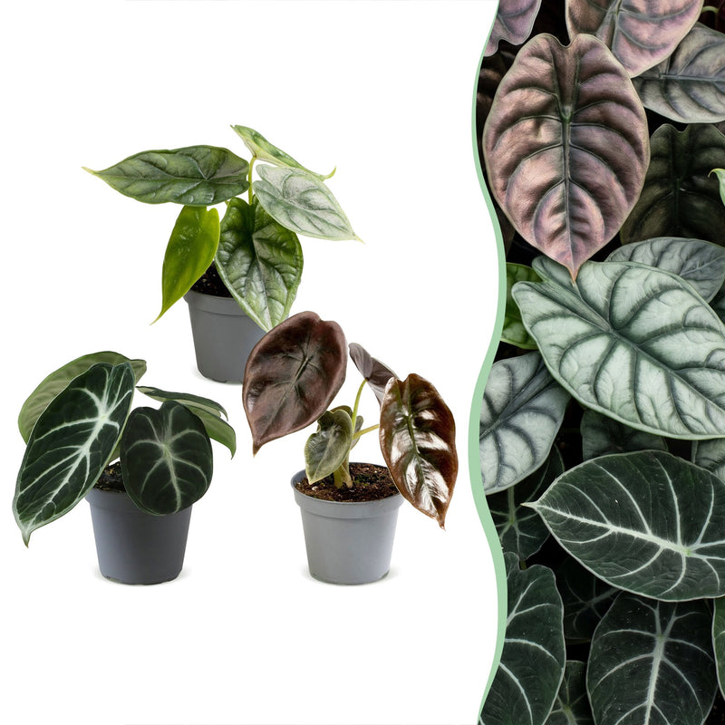 3x Baby Alocasia Tricolour: Rot, Grün & Schwarz für Ihr Zuhause