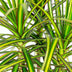 Dracaena Sunray Zimmerpflanze, 90-100cm, Topf 21cm, pflegeleicht Bild 4