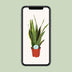 Sansevieria Trifasciata Laurentii - Schwiegermutterzunge, Ø17cm, ↕60cm Bild 5