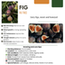 6 Organic Fig Trees Ficus carica, 13 cm Pot, 20-25 cm Height Bild 5