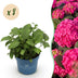 8x Hydrangea Endless Summer Summer Love Red, winter-hardy, 14cm pot Bild 1