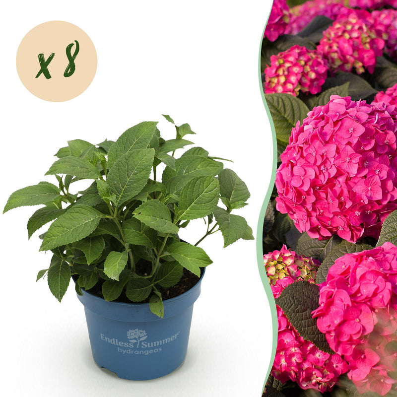 8x Hydrangea Endless Summer Summer Love Red, winter-hardy, 14cm pot