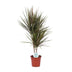 Dracaena Bicolor (Drachenbaum) - Ø17cm, ↕75cm Bild 1