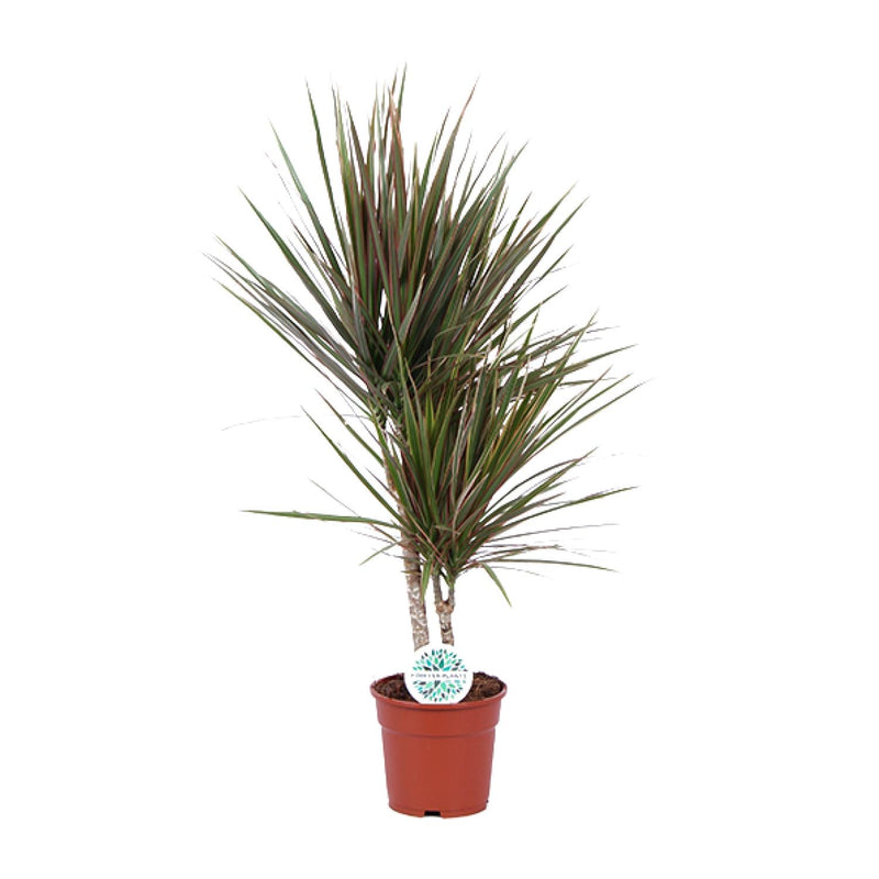Dracaena Bicolor (Drachenbaum) - Ø17cm, ↕75cm