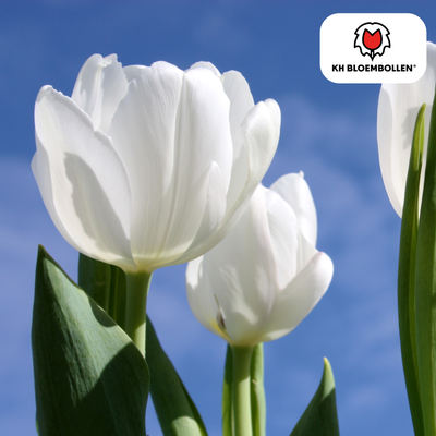 Tulpenbollen Catherina – 20 Stück | KH Bloembollen® | Zuiver Witte Tulp – Tijdloos & Elegant – Voor Tuin of Pot – Maat 11/12 – Vers van de Teler