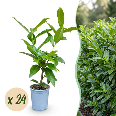Green boutiQ - 24x Prunus laur. Novita - Lorbeer-Kirsche - Heckenpflanzen - Immergrün - Grün - Topf 9cm - Höhe 25-35cm