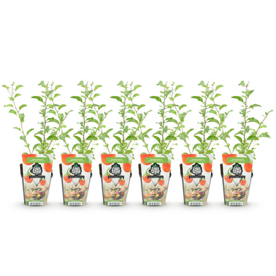 Goji-Beere: 6 winterharte Pflanzen für Ihren Garten & Balkon